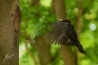 Datel cerny - Dryocopus martius - Black Woodpecker 0524